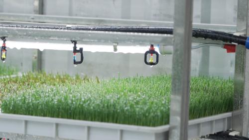 fodder seed