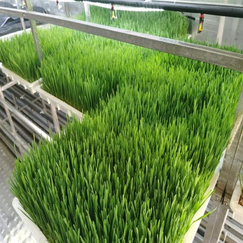 hydroponic fodder