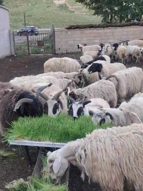 animal fodder system