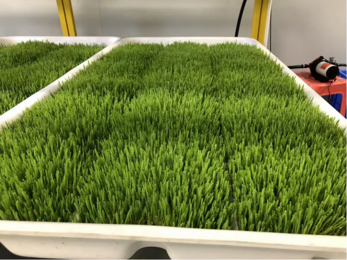 hydroponic fodder system
