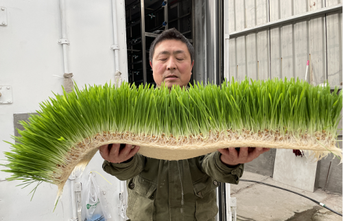 best fodder for chickens