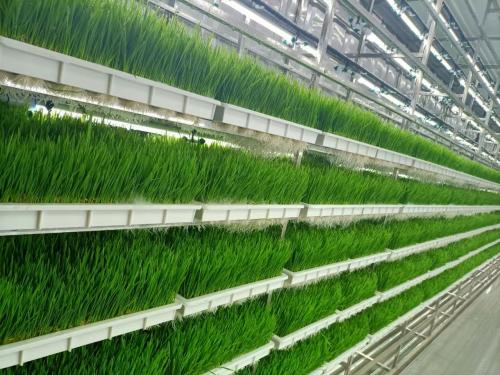 grass for fodder