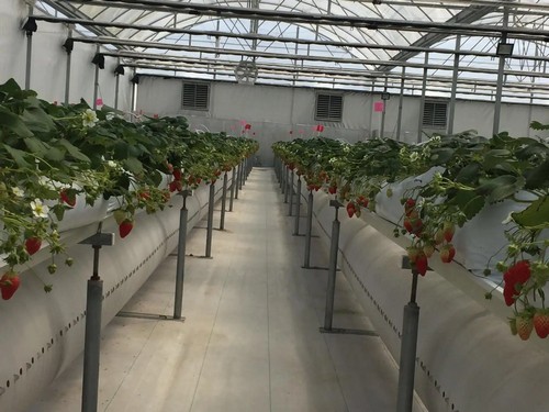 G&N: Premium Gutter Grow System for High-Yield Hydroponics – Your Trusted Hydroponic Equipment Manufacturer!