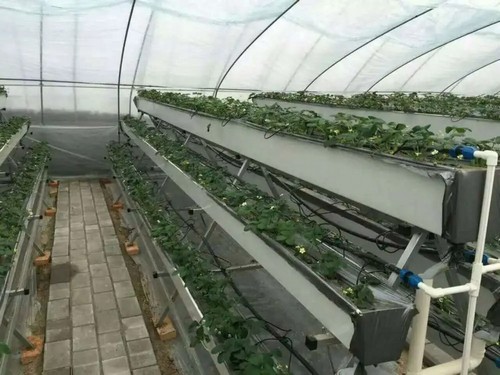 strawberry gutter planters