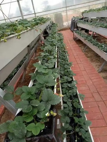 strawberry gutter