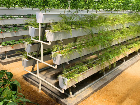 Hydroponic strawberry gutter