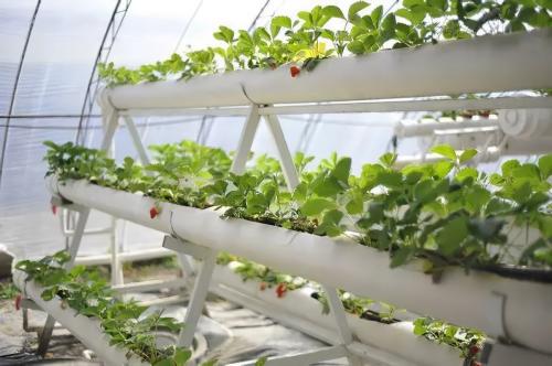 strawberry planter gutter