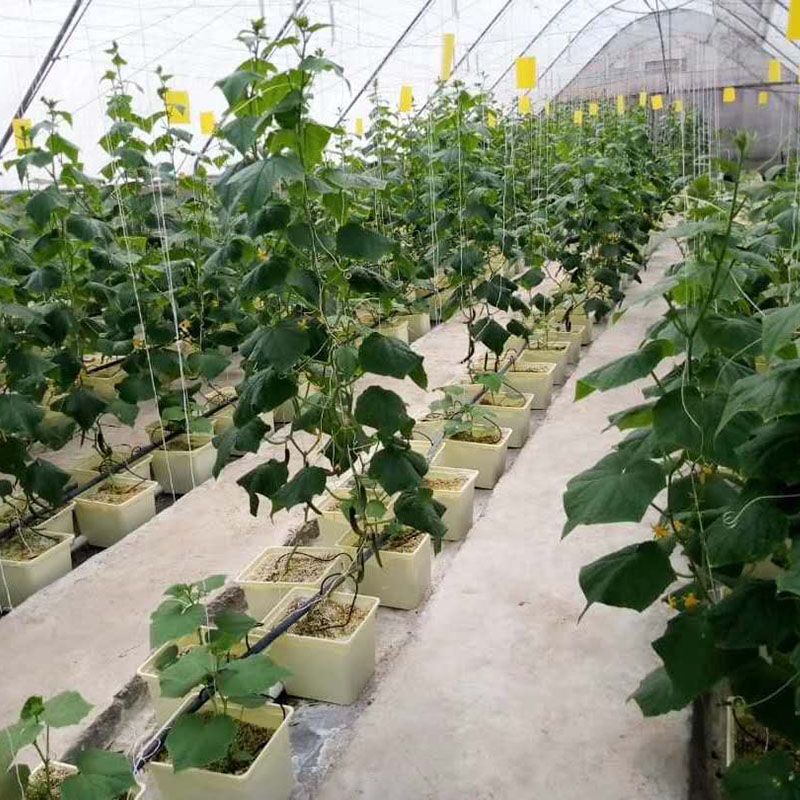 Beige UV-Resistant PP Hydroponic Dutch Bucket (11L) – For Vine Tomatoes/Cucumbers