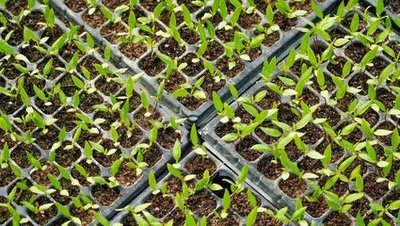 seed tray