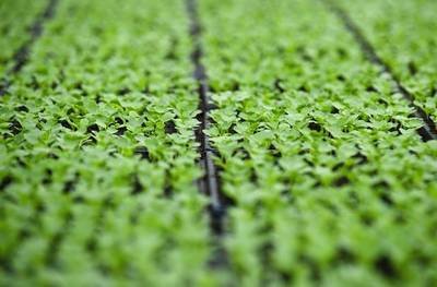 seed starter tray