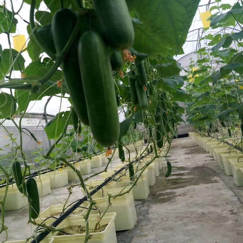 11L Dutch Bucket Hydroponic Growing System High-Yield Bato Bucket System with Drain Elbow Suitable for Strawberries Vine Crops