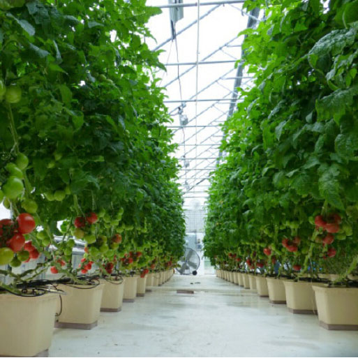 11L Dutch Bucket Hydroponic Growing System High-Yield Bato Bucket System with Drain Elbow Suitable for Strawberries Vine Crops