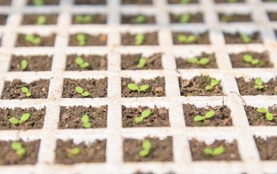 Struggle with Flimsy Trays? G&N’s Seed Trays Secure Hydroponic Seedlings
