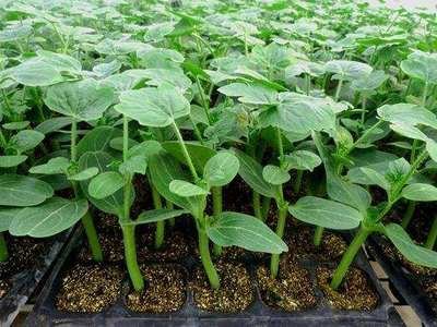 seed trays
