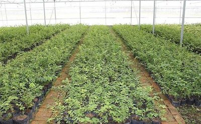 Sick of Disposable Seed Containers? G&N’s Trays for Seeds Cut Hydroponic Costs