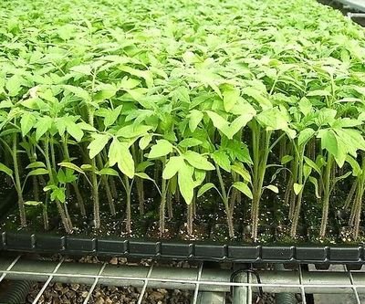 seed starter tray