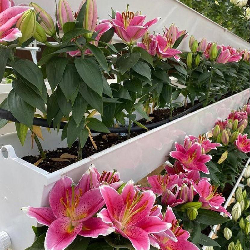 Large Greenhouse Strawberry Gutter: Hydroponic NFT System with Irrigation & Glass Cover