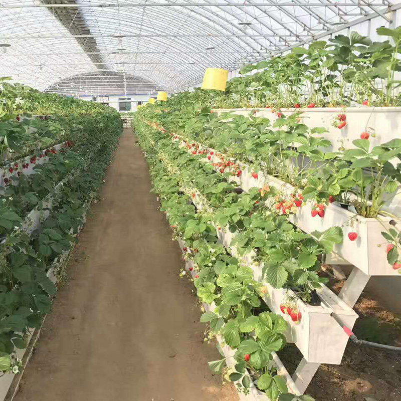 Large Greenhouse Strawberry Gutter: Hydroponic NFT System with Irrigation & Glass Cover