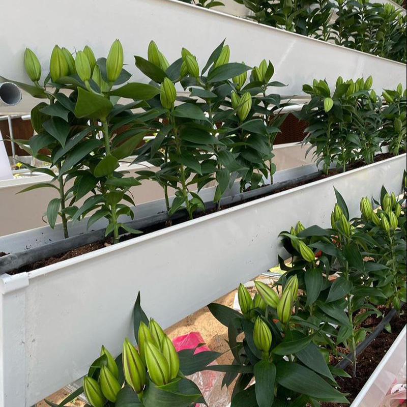 Large Greenhouse Strawberry Gutter: Hydroponic NFT System with Irrigation & Glass Cover