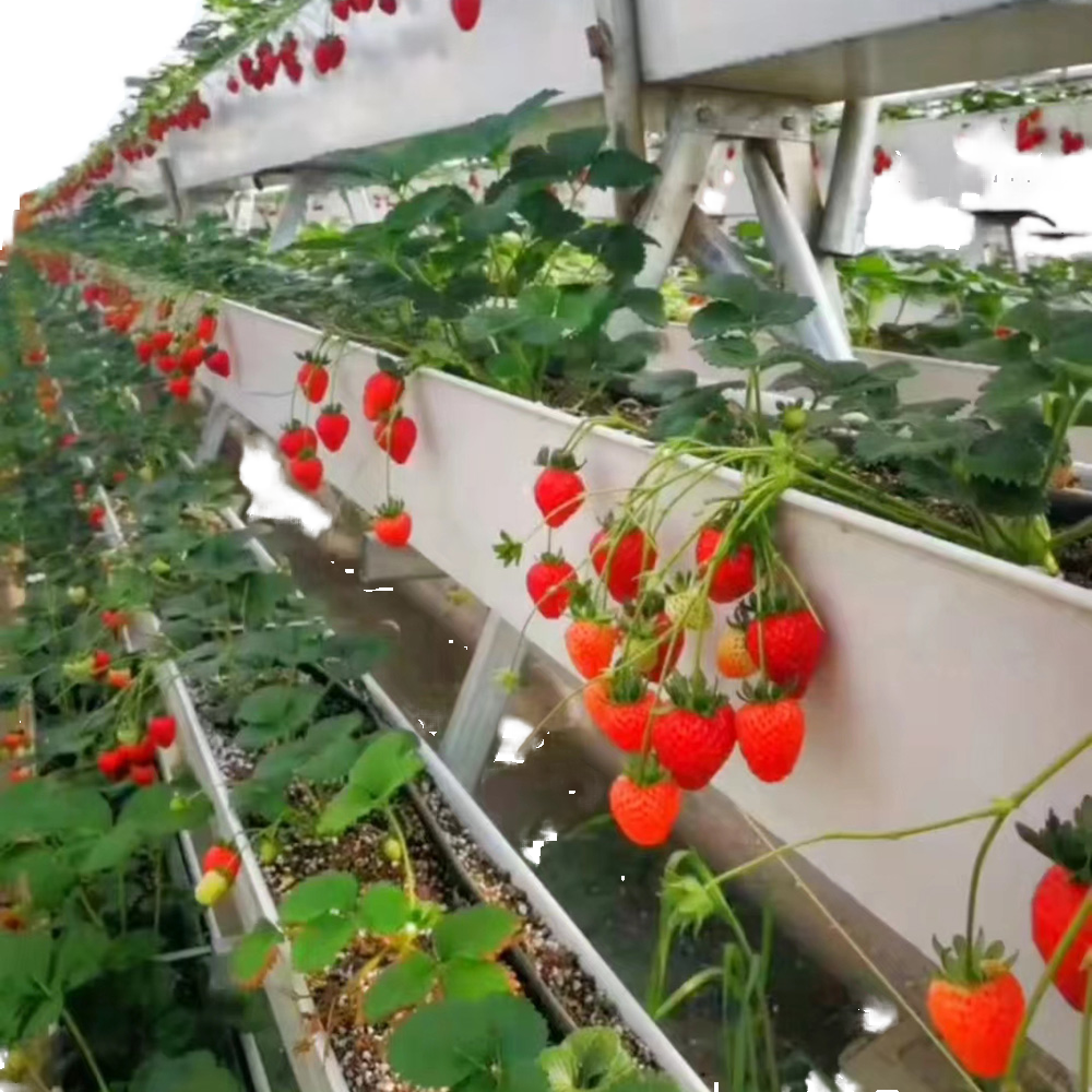 Large Greenhouse Strawberry Gutter: Hydroponic NFT System with Irrigation & Glass Cover