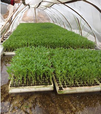 seed starting trays with hole puncher