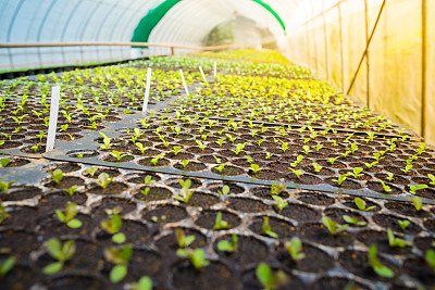seed tray starter