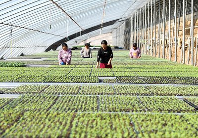seed trays with lids
