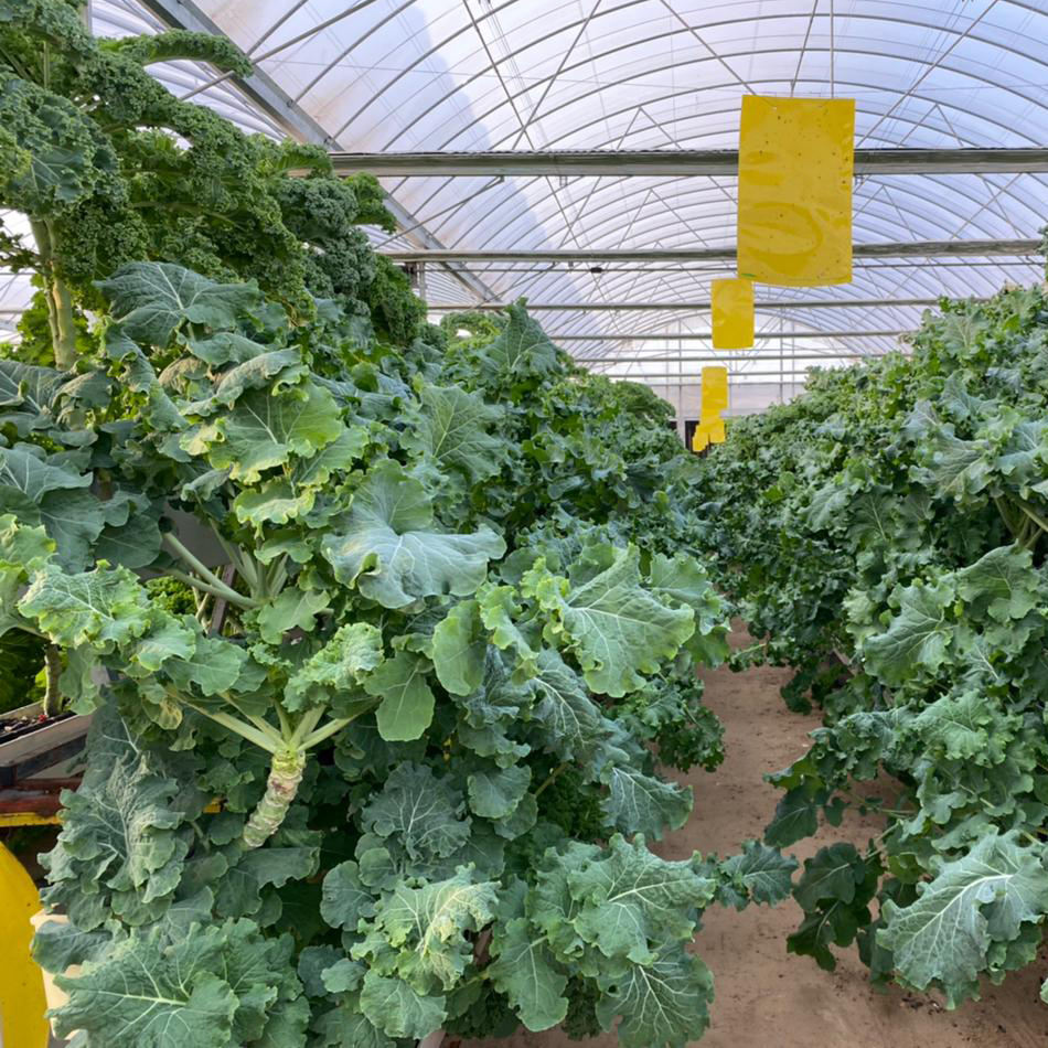 Greenhouse PVC Gutter with Drainage Board for Hydroponic Strawberry Growing System