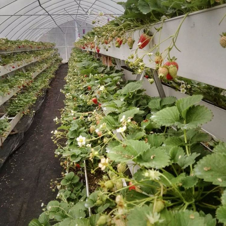 25x32x28cm Greenhouse Strawberry Hydroponics Gutter Growing Systems Vertical Strawberry Gully