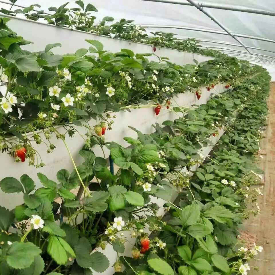 Hydroponic Nft Substrate Gutter System Culture Growing Tray Strawberry Planting Trough