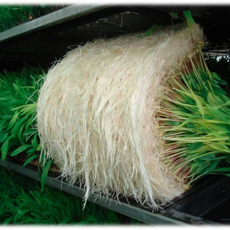 Hydroponic Fodder Machine Sprout System Hydroponic Fodder Channel Gutter Tray Machine