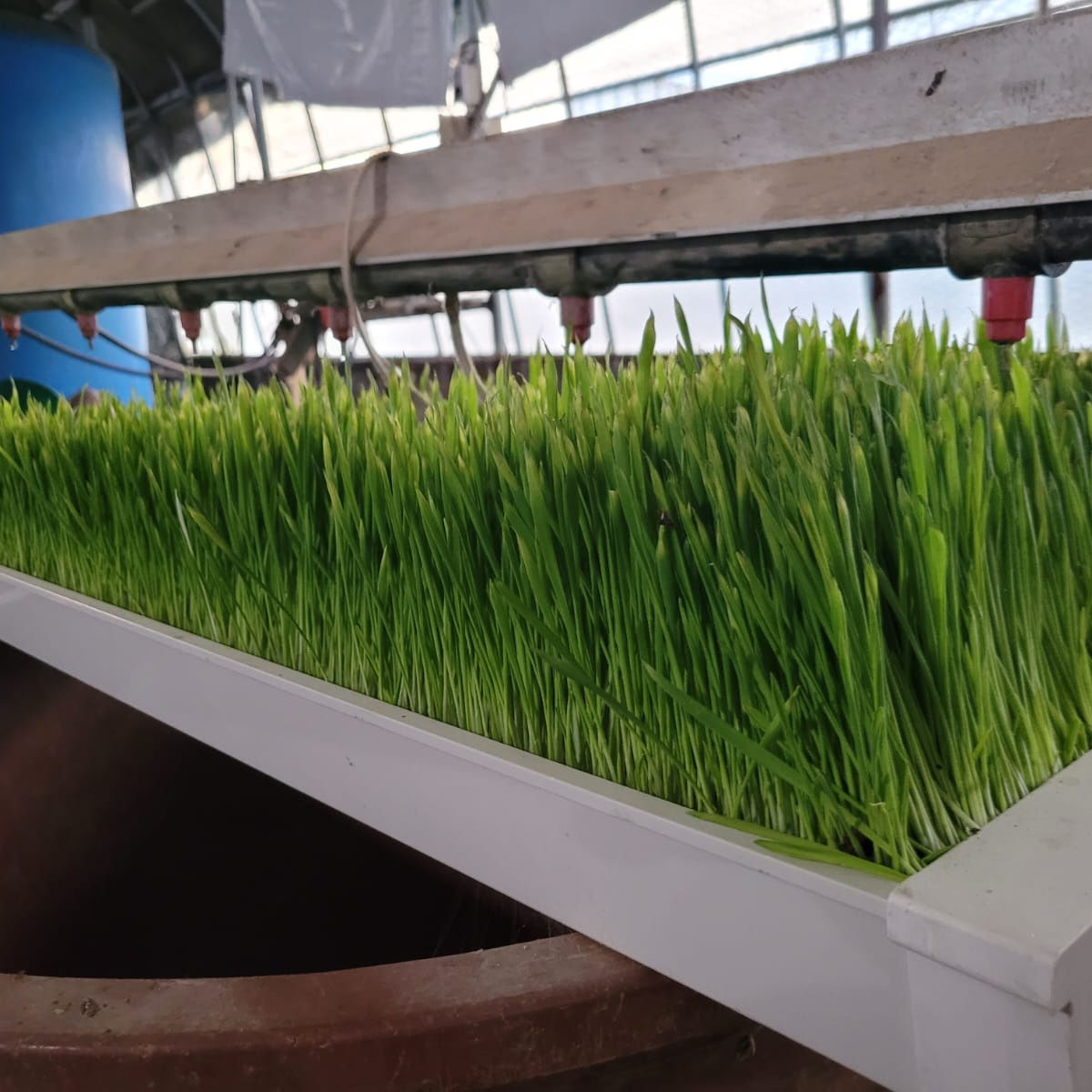 Hydroponic Fodder Machine Sprout System Hydroponic Fodder Channel Gutter Tray Machine