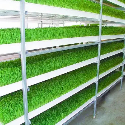 Hot Sale Automatic Barley Fodder Growing Systems Channel Gutter Tray Wheat Hydroponic Growing System