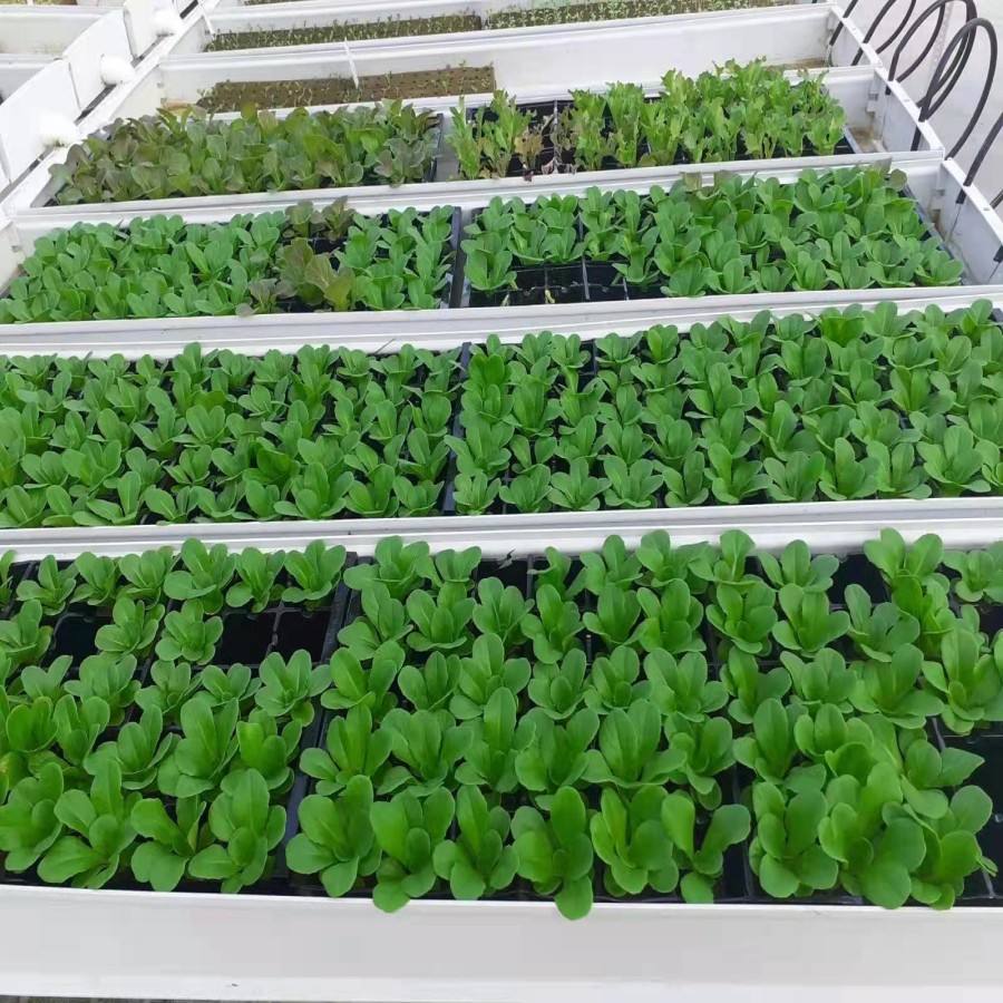 Vertical 7 layers indoor Hydroponic Fodder tray hydroponic system for vegetable seedling