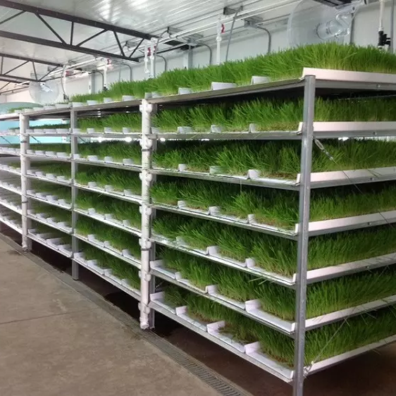 Vertical 7 layers indoor Hydroponic Fodder tray hydroponic system for vegetable seedling