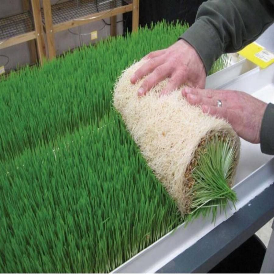 Customized Vertical Indoor Hydroponic Forage Producing System Barley Corn Wheat Fodder Tray System for Cattle