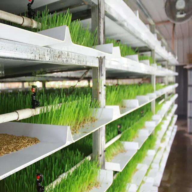 Customized Vertical Indoor Hydroponic Forage Producing System Barley Corn Wheat Fodder Tray System for Cattle
