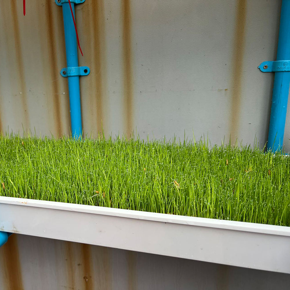 Customized Vertical Indoor Hydroponic Forage Producing System Barley Corn Wheat Fodder Tray System for Cattle