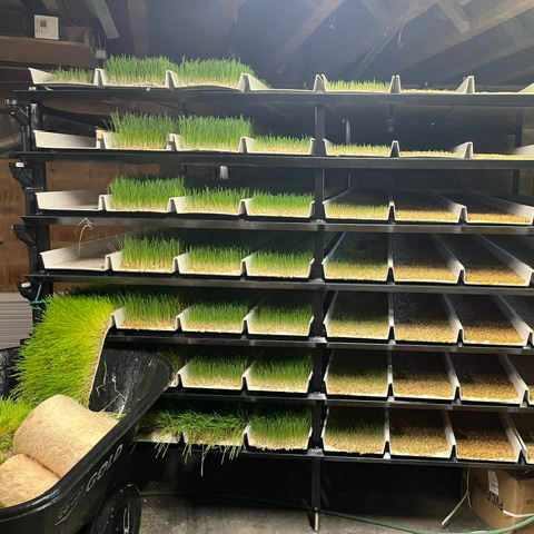 Manufacturer Hydroponic Multilayer Pvc Fodder Gutter Growing System Microgreen Grass Cultivation Indoor Vertical System