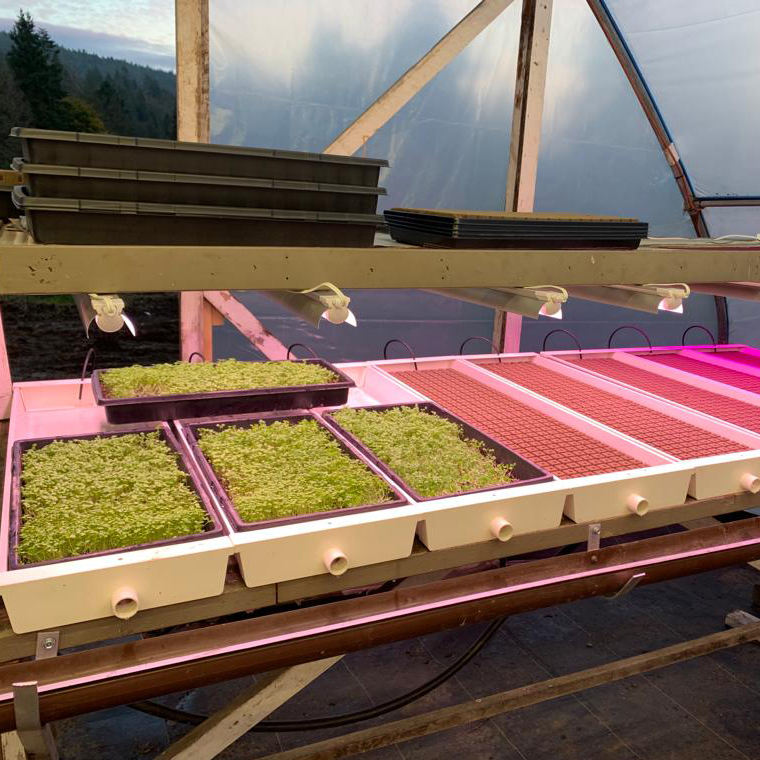 Multiple Layer Areoponics Grow Nft Channel Barley Seeds for Sprouting Animal Fodder Bean Sprout Equipment Seeds Tray System