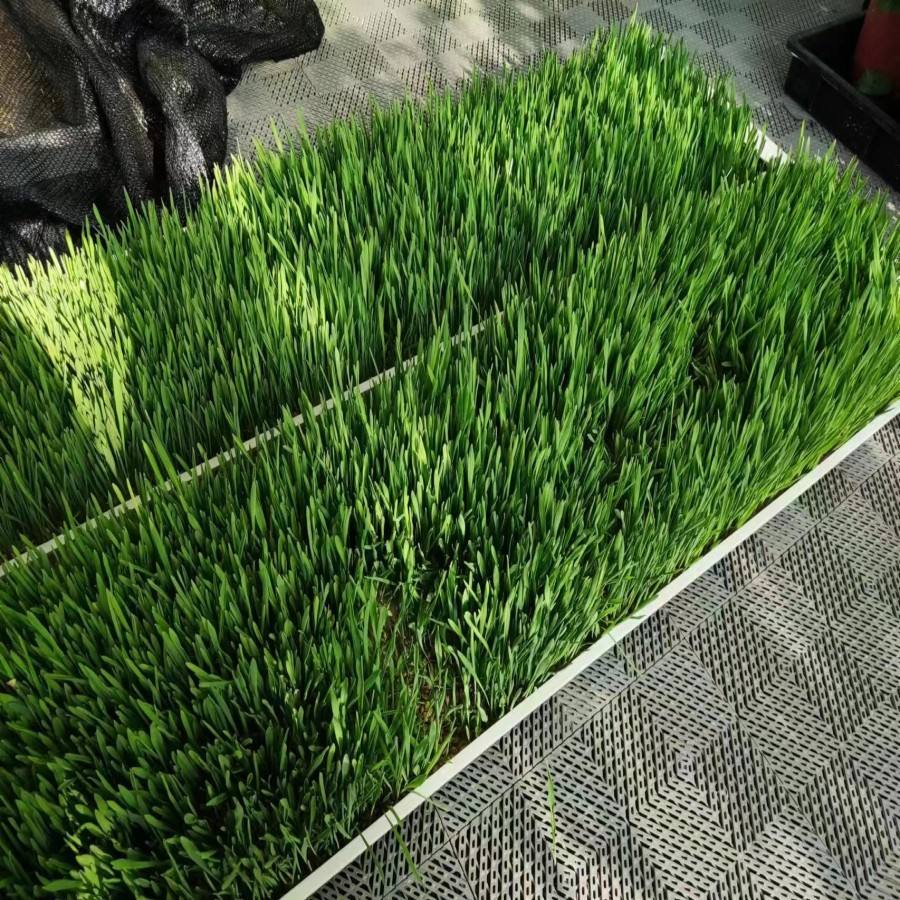 Multiple Layer Areoponics Grow Nft Channel Barley Seeds for Sprouting Animal Fodder Bean Sprout Equipment Seeds Tray System