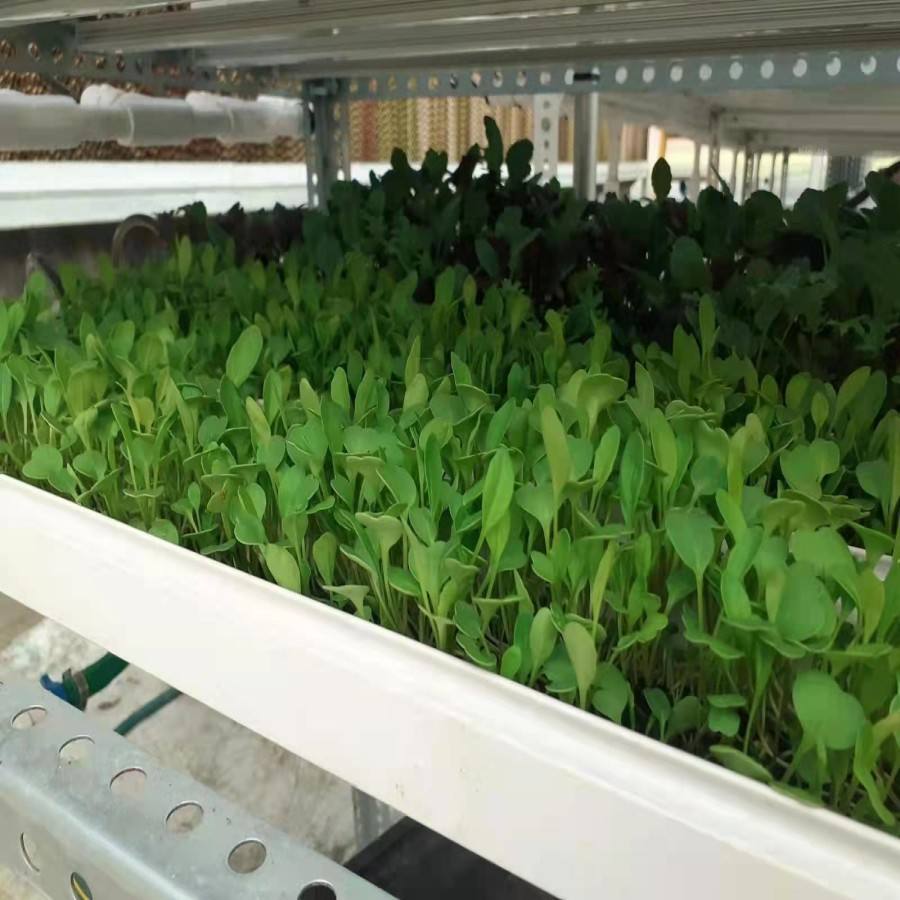 Multiple Layer Areoponics Grow Nft Channel Barley Seeds for Sprouting Animal Fodder Bean Sprout Equipment Seeds Tray System