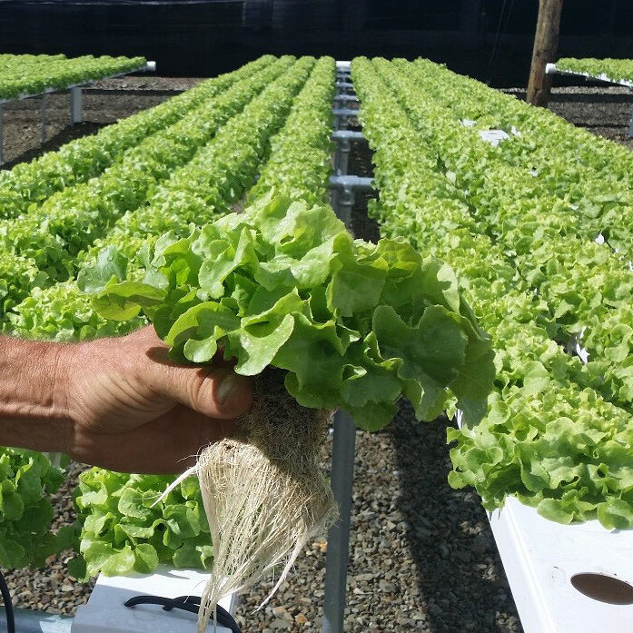 Upvc 100x50mm with 2.0mm thickness hydroponic channel grow tray