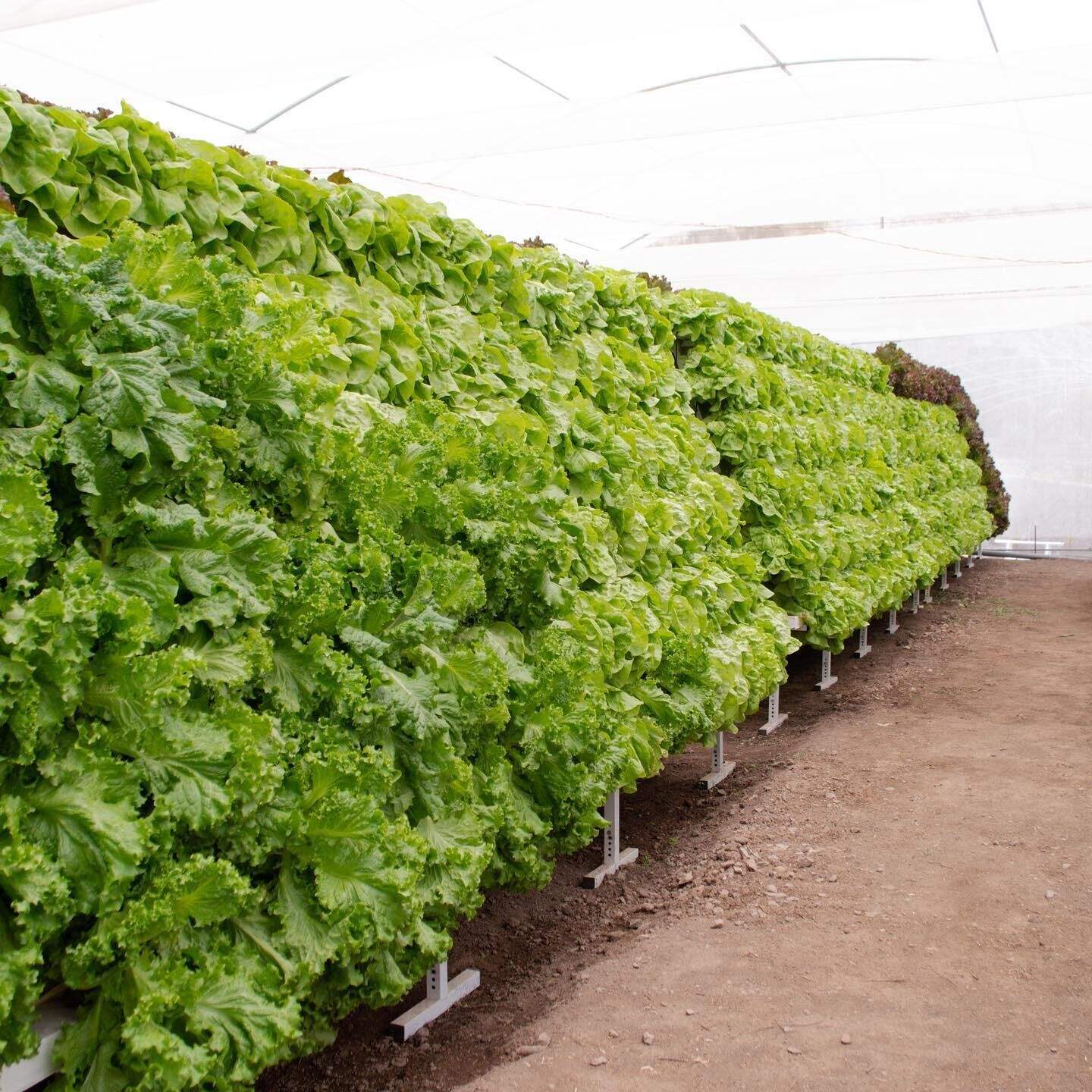 Greenhouse Soilless Cultivation Hidroponic System Microgreens Mungbean Tower Hydroponics System Vertical Farming
