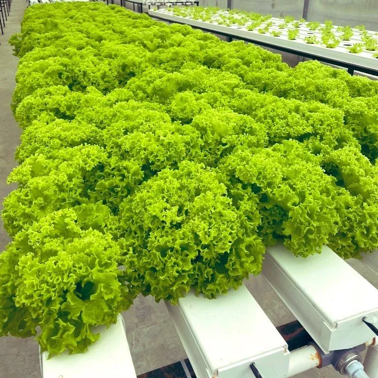 Greenhouse Soilless Cultivation Hidroponic System Microgreens Mungbean Tower Hydroponics System Vertical Farming