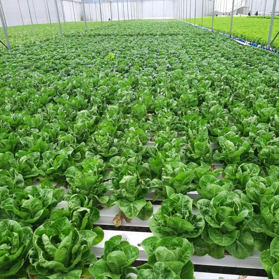 Greenhouse Soilless Cultivation Hidroponic System Microgreens Mungbean Tower Hydroponics System Vertical Farming