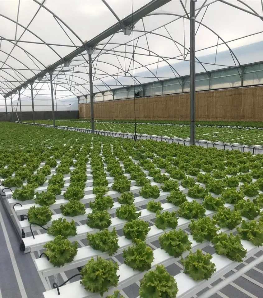 Wholesale Hydroponics Vertical 100x50mm Pipe System Factory Price Hydroponics Growing Hydroponics System Vertical Farming