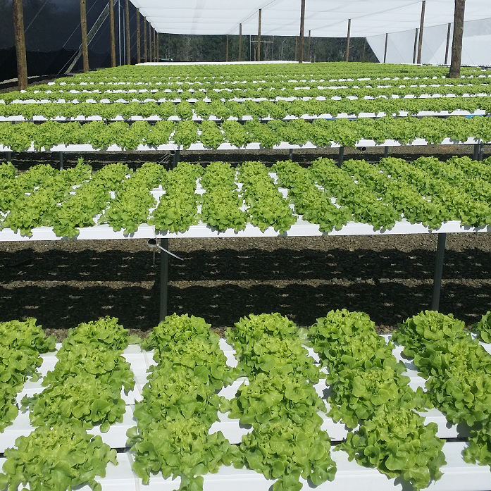 Wholesale Hydroponics Equipment NFT Hydroponics Container System PVC Channel Gutter for Growing System