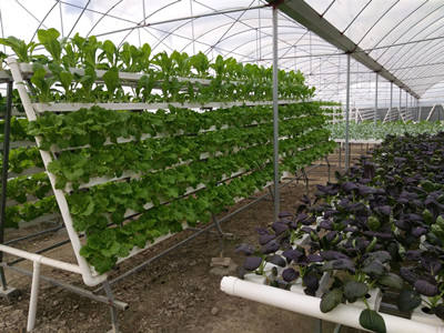 Hydroponic Grow NFT Channel Vertical Grow Rack Hydroponics Kit Modular Plant Trays Grow Table