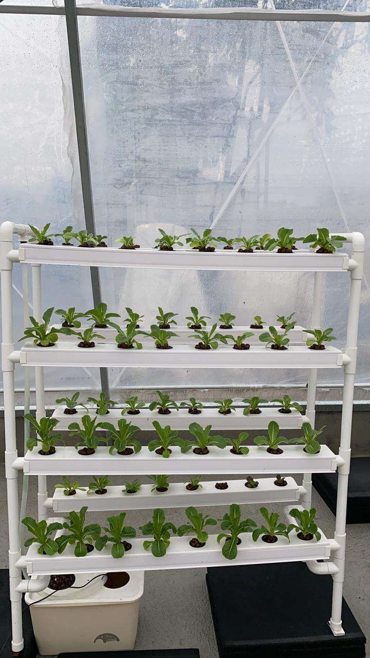 Hydroponics Manufacturers Vertical Farming Grow System Home Balcony Vegetable Tomato Grow Kit
